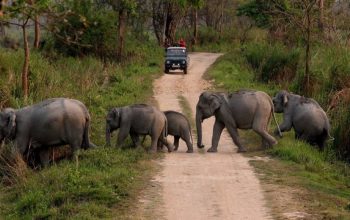 Elephant in Corbett Park